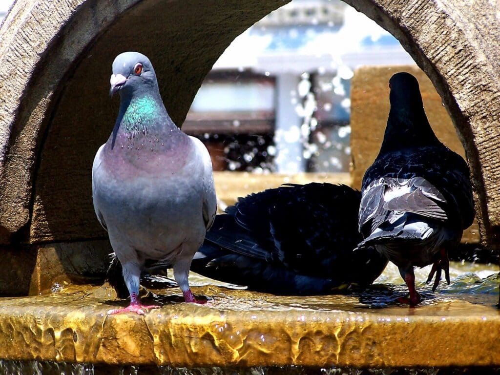 Two pigeons sitting on a bench near one another