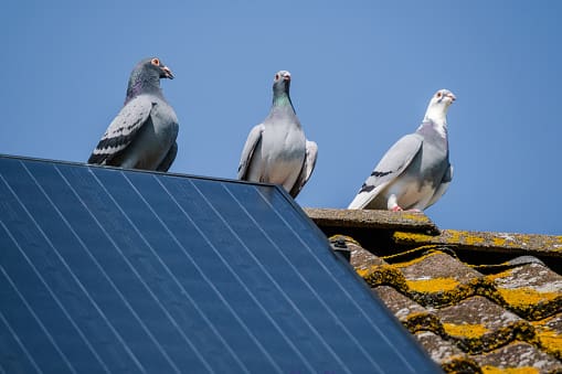 Three pigeons sitting on the roof of a house.