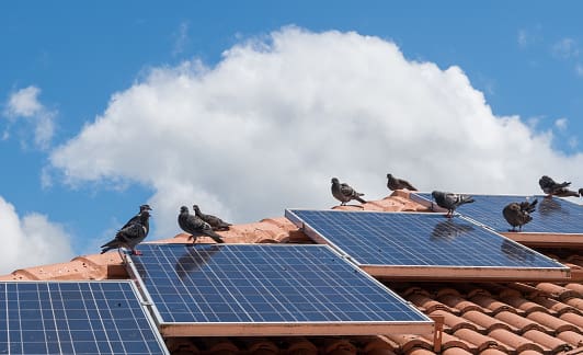 A group of birds sitting on top of solar panels.