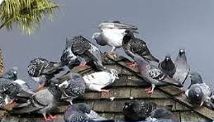 A flock of pigeons are sitting on the roof.
