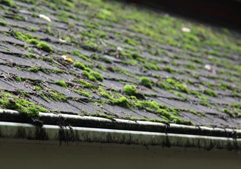 A close up of the roof of a house covered in moss.